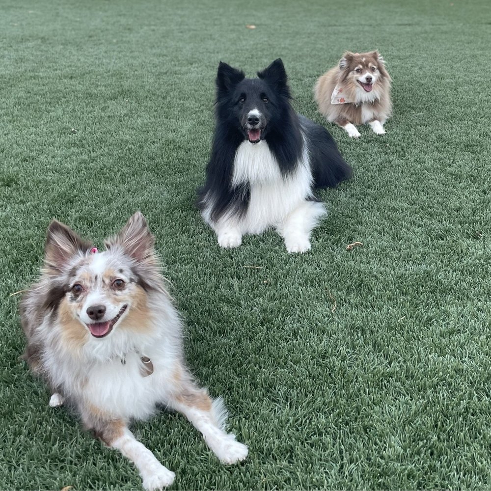Good Fluffin’ Grooming - Pet Groomers Near Me - Riverside, California Good Fluffin’ Grooming - Pet Groomers Near Me - Riverside, California
