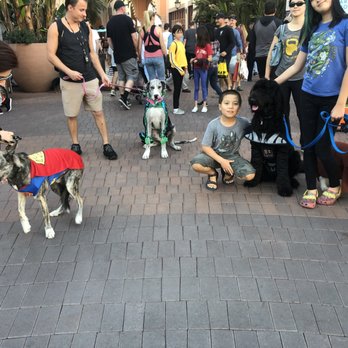 HB Hounds - Pet Training Near Me HB Hounds - Pet Training Near Me