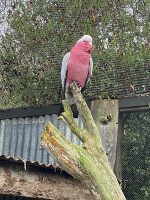 Willowbank Wildlife Reserve by null