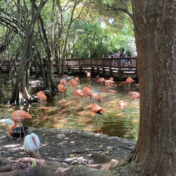 Jungle Island - Amusement Parks Near Me - Miami, Florida Jungle Island - Amusement Parks Near Me - Miami, Florida