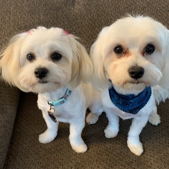 Artistic Pet Salon - Bruno and Nora - Pet Groomers Near Me - Fresno, California Artistic Pet Salon - Bruno and Nora - Pet Groomers Near Me - Fresno, California