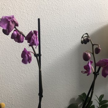 Miracle Flowers - Florists Near Me - Folsom, California Miracle Flowers - Florists Near Me - Folsom, California