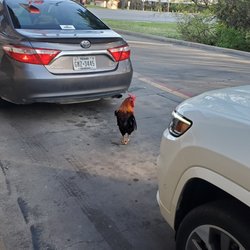Chicken Express - Dick the Rooster... managing the traffic.