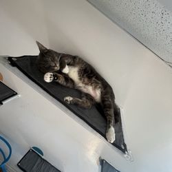 Purr Cup Cafe - Nakita the cat!