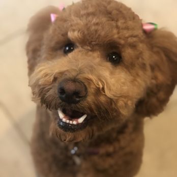 Sydnee’s Pet Grooming - Davis - Pet Groomers Near Me - Davis, California Sydnee’s Pet Grooming - Davis - Pet Groomers Near Me - Davis, California
