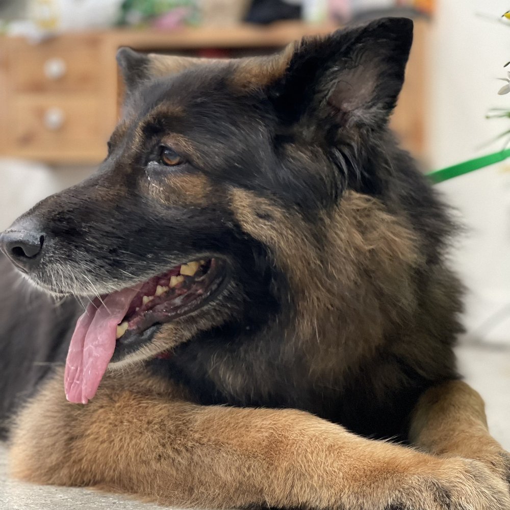 Paws At Main - Riverside - Pet Groomers Near Me - Riverside, California Paws At Main - Riverside - Pet Groomers Near Me - Riverside, California