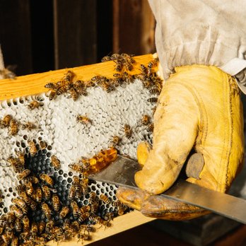 Sunshine Honey - a beekeeper holding a beehive full of bees - Pest Control Near Me - Ventura, California Sunshine Honey - a beekeeper holding a beehive full of bees - Pest Control Near Me - Ventura, California