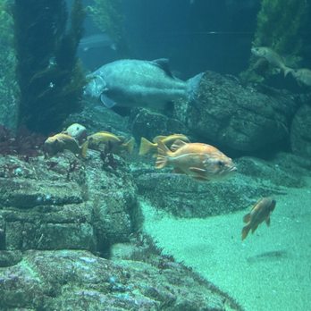 Monterey Bay Aquarium - Aquariums Near Me - Monterey, California