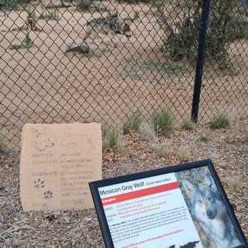 Heritage Park Zoological Sanctuary - Mexican Gray Wolf - Zoos Near Me - Prescott, Arizona
