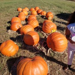 Boyd's Pumpkin Patch