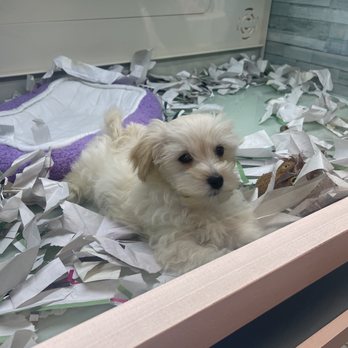 The Puppy Store Henderson - Teddy bear - Pet Stores Near Me - Henderson, Nevada The Puppy Store Henderson - Teddy bear - Pet Stores Near Me - Henderson, Nevada