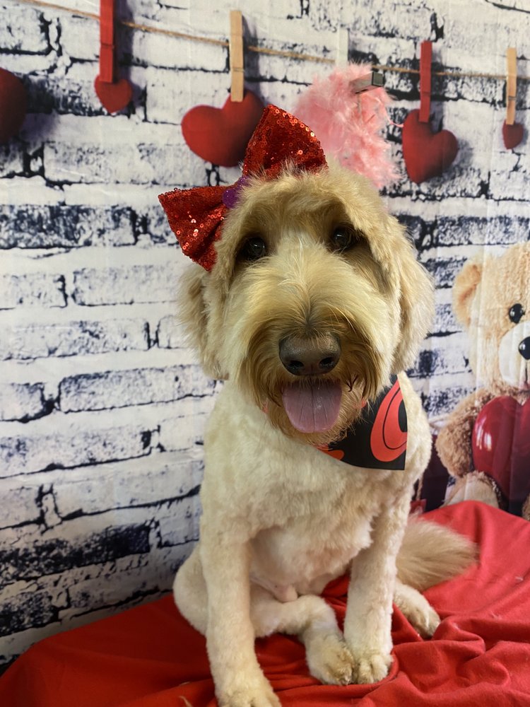 PUPPY LOVE GROOMING Updated October 2024 10 Photos 405 Hickory Ln