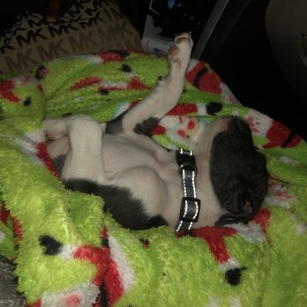 West Texas Veterinary Services - Merry Christmas! - Veterinarians Near Me - El Paso, Texas West Texas Veterinary Services - Merry Christmas! - Veterinarians Near Me - El Paso, Texas