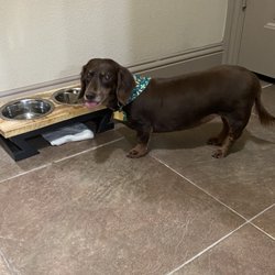 Dog Gone Pretty