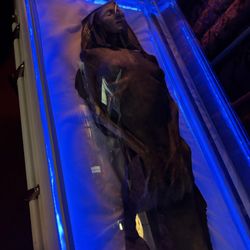 The Oddities Museum