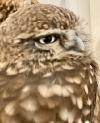 Owl Cafe Tokyo by null
