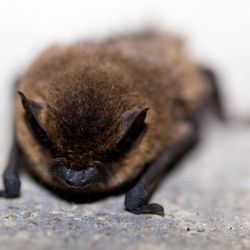 Preferred Wildlife Solutions - Bat picture