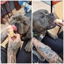 Gelato On The Danny - Vito enjoying a doggie cone