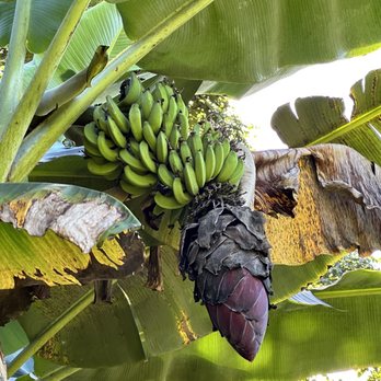 Kuaiwi Farm - Tours Near Me