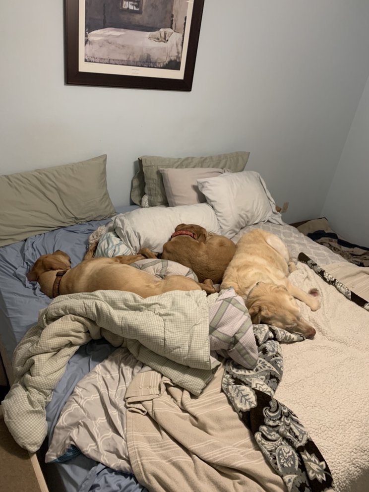 While-Ur-Away Pet Sitting - pet boarding facility in Baltimore, MD