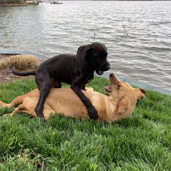 Tim Gold Dog Training - Pet Training Near Me Tim Gold Dog Training - Pet Training Near Me