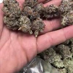 Canna Nation - Quality