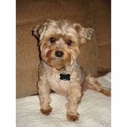 Pet Massage Provider