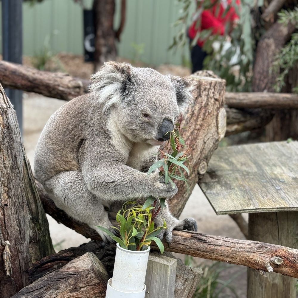 Moonlit Sanctuary - Zoos Near Me - Pearcedale, VIC Moonlit Sanctuary - Zoos Near Me - Pearcedale, VIC