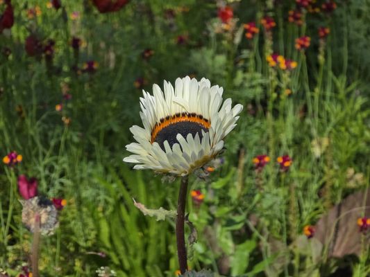 Royal Botanic Garden Edinburgh by null