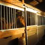 Photo of Jilans Stable