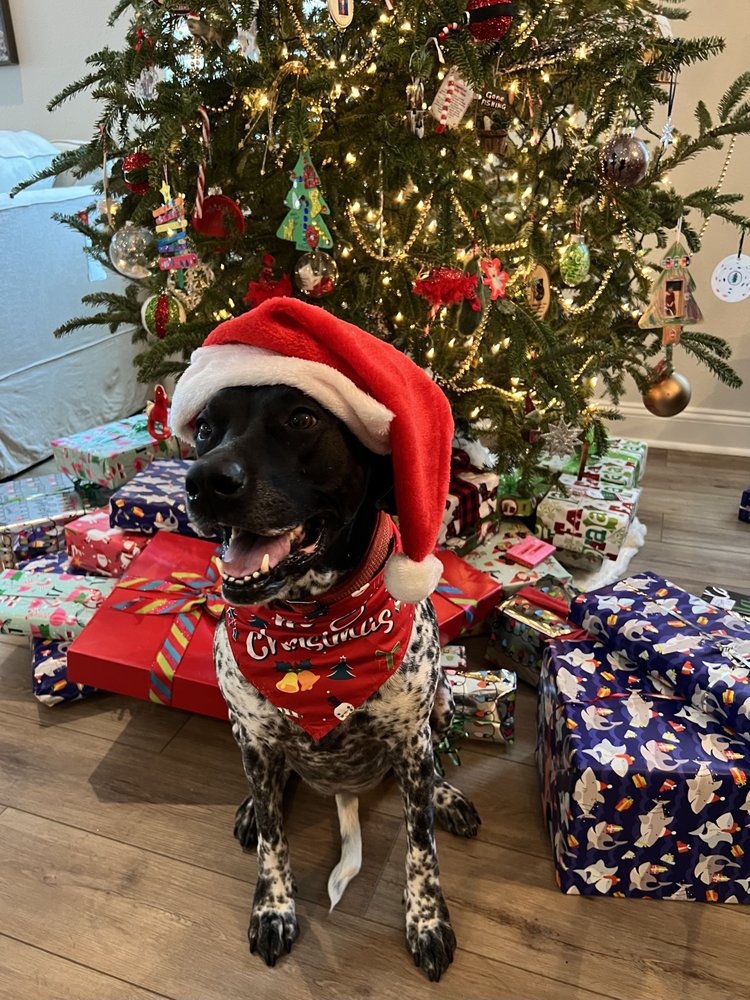 CANINE WASTE MANAGEMENT Yulee, Florida Pet Waste Removal Yelp