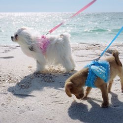Pensacola Dog Beach East