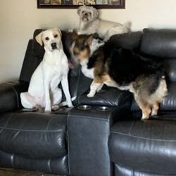Molly & Friends Pet Grooming - Henry, Holly & Toby
