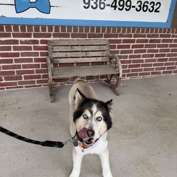 Spoiled Mutts - Happy boy - Pet Groomers Near Me - Humble, Texas
