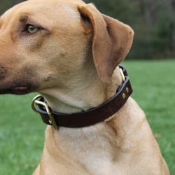 American Bench Craft Brown Leather Dog Collar with Solid Brass Hardware worn by Rhodesian Ridgeback