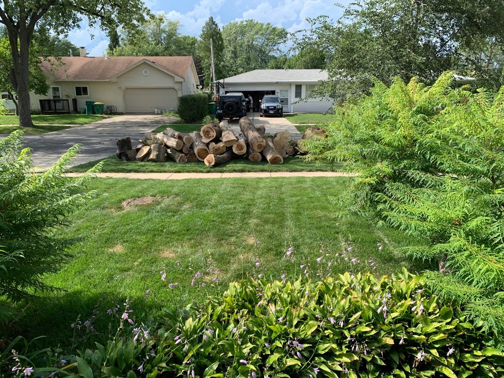 Raul's Tree Services - tree service in Chicago, IL