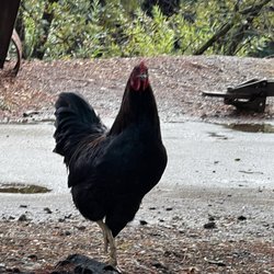 Chevron Station - Cock a doodle dooo