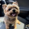 The Corner Pet Grooming gift card