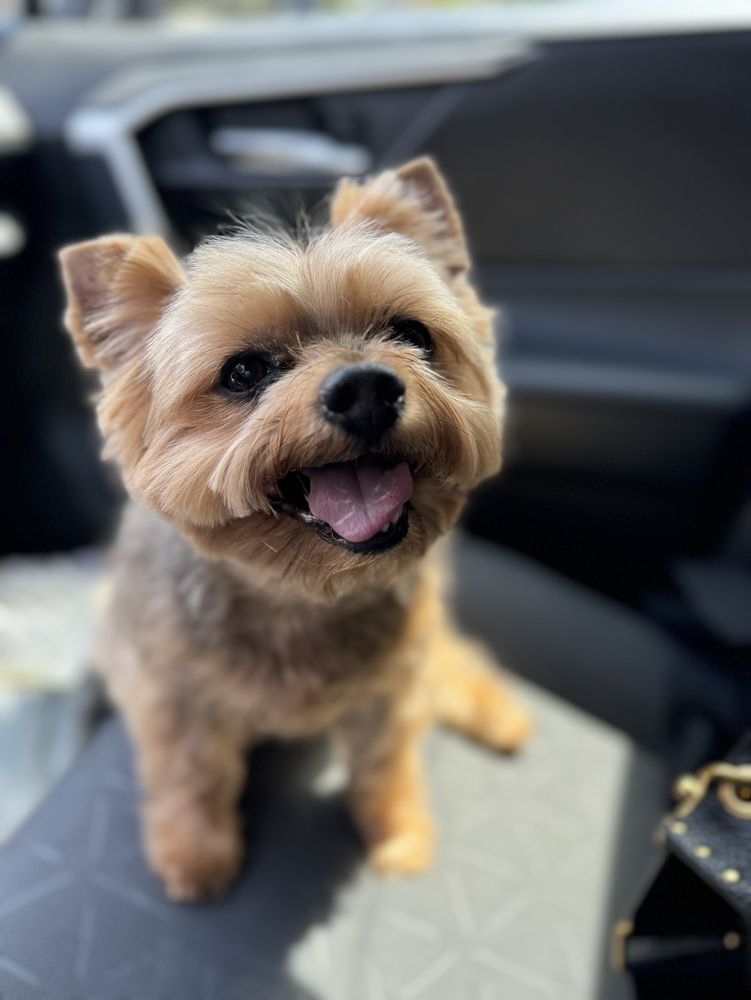 The Corner Pet Grooming Image