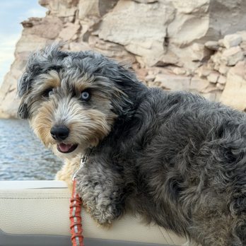 WillowWay Doodles - Pet Breeders Near Me WillowWay Doodles - Pet Breeders Near Me