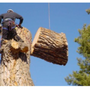 Photo of Stump Magic