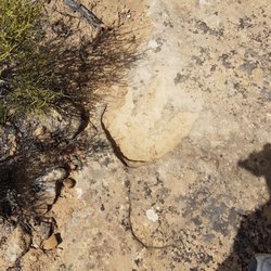 Ballard RV Park - Dinosaur footprint
