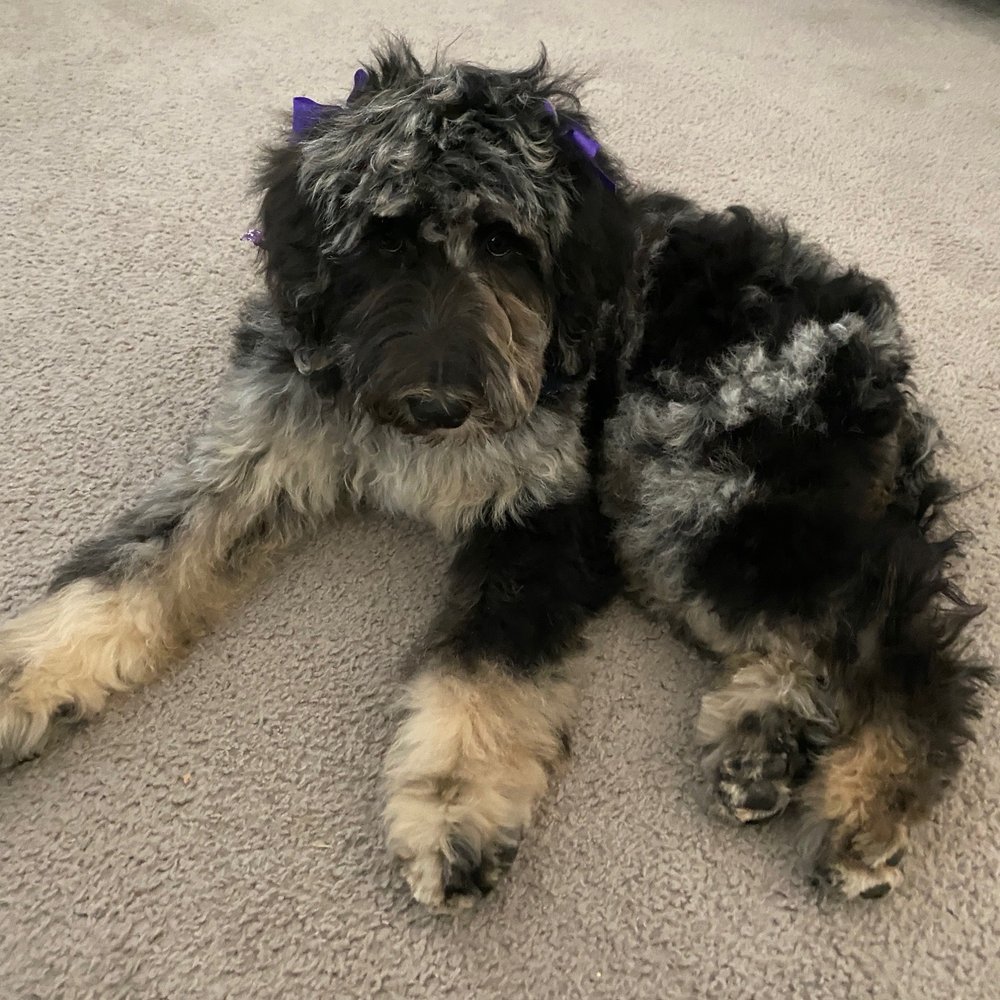 Royalty Pet Spa - Pet Groomers Near Me - Las Vegas, Nevada Royalty Pet Spa - Pet Groomers Near Me - Las Vegas, Nevada