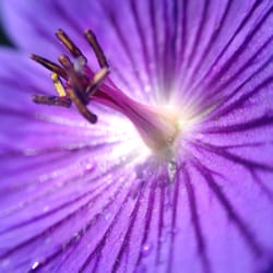 National Trust: Nymans Garden - #yelplondonrainbow #violet
