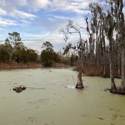 Audubon Swamp Gardens