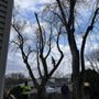 Gonzalez Velasquez Tree Service