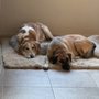 Photo of Miss Muffett's Pet Home Sitting Service