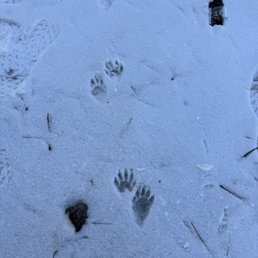 Foot prints of unknown animal