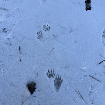 Aspen Glen Picnic Area - Foot prints of unknown animal - Parks Near Me - Big Bear Lake, California
