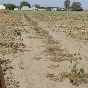 Fleitz Pumpkin Farm - Pumpkin Patches Near Me - Oregon, Ohio